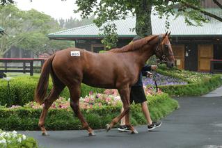 Book 2's sale-topping colt - Lot 885 by Per Incanto. Photo: Trish Dunell